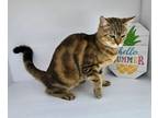 Adopt Lina a Domestic Shorthair / Mixed (short coat) cat in San Jacinto