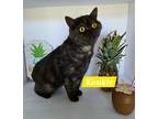 Adopt Koukie a Exotic / Mixed (short coat) cat in San Jacinto, CA (41567684)