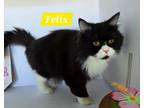 Adopt Felix a Domestic Longhair / Mixed (short coat) cat in San Jacinto