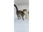Adopt Citrus a Scottish Fold / Mixed (short coat) cat in San Jacinto