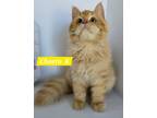 Adopt Cheeto K a Maine Coon / Mixed (short coat) cat in San Jacinto