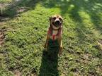 Adopt Atlas a Shar Pei / American Pit Bull Terrier / Mixed dog in Noble