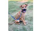 Adopt Mattis a Mixed Breed (Medium) / Mixed dog in Sharpsburg, GA (41567672)