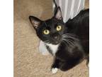 Adopt Martha a Domestic Shorthair / Mixed (short coat) cat in Hoover