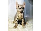 Adopt Rio a Domestic Shorthair / Mixed (short coat) cat in San Diego