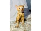 Adopt Ramsey a American Shorthair / Mixed (short coat) cat in San Diego