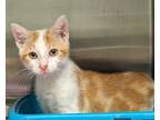 Adopt Butters a Domestic Shorthair / Mixed (short coat) cat in Ocala