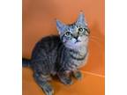 Adopt Doc a Domestic Shorthair / Mixed (short coat) cat in Sebastian