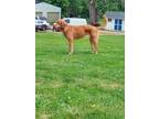 Adopt Stella a Red/Golden/Orange/Chestnut Hound (Unknown Type) / Labrador