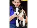 Adopt Delta a Husky / Mixed dog in White Plains, NY (41565890)
