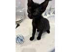 Adopt Tag a All Black Domestic Shorthair (short coat) cat in Fort Worth