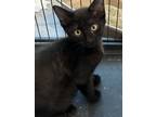 Adopt Albert a All Black Domestic Shorthair (short coat) cat in Fort Worth