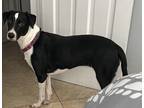 Adopt Nola a Black - with White Labrador Retriever / Mixed dog in Delray Beach
