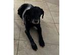 Adopt Shilo a Black Labrador Retriever / Mixed dog in Delray Beach