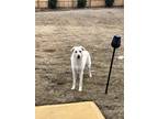 Adopt Sua a White Retriever (Unknown Type) / Mixed dog in Lilburn, GA (41567609)