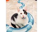 Adopt Kitten 25703 (Henry) a Black & White or Tuxedo Domestic Shorthair (short
