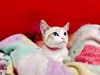 Adopt Kitten 25477 (Popsicle) a Siamese (short coat) cat in Parlier