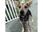 Adopt Bailey a Black - with Tan, Yellow or Fawn Shepherd (Unknown Type) / Mixed