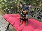 Adopt Prince Charles a Black - with Tan, Yellow or Fawn Miniature Pinscher /