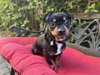 Adopt Prince William a Black - with Tan, Yellow or Fawn Miniature Pinscher /