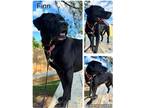 Adopt Finn a Black Labrador Retriever / Mixed Breed (Large) / Mixed dog in