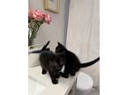 Adopt Truffle and Mochi a All Black Domestic Shorthair / Mixed (medium coat) cat