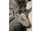 Adopt Kato a Gray or Blue Domestic Shorthair / Mixed (short coat) cat in