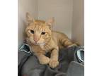 Adopt Butters a Gray, Blue or Silver Tabby Domestic Shorthair cat in Honolulu
