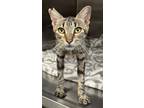 Adopt Mary a Gray, Blue or Silver Tabby Domestic Shorthair cat in Honolulu