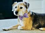 Adopt Willie a Tan/Yellow/Fawn Cairn Terrier / Skye Terrier / Mixed dog in Twin