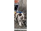 Adopt Max a American Pit Bull Terrier / Great Dane dog in lovelock
