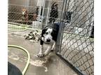 Adopt Salt a Labrador Retriever / Border Collie dog in lovelock, NV (41567553)