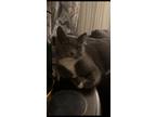 Adopt Minnie a Gray or Blue Domestic Shorthair / Mixed (short coat) cat in Oak