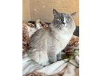 Adopt Ollie a Cream or Ivory Himalayan (long coat) cat in Goodyear