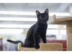 Adopt Salem a All Black Domestic Shorthair (short coat) cat in Fresno