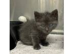 Adopt Eleven a Domestic Shorthair / Mixed (short coat) cat in Jonesboro