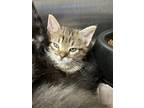 Adopt Max Mayfield a Domestic Shorthair / Mixed (short coat) cat in Jonesboro
