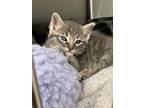 Adopt Mike Wheeler a Domestic Shorthair / Mixed (short coat) cat in Jonesboro