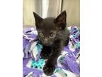 Adopt Will Byers a Domestic Shorthair / Mixed (short coat) cat in Jonesboro