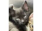 Adopt Dustin Henderson a Domestic Shorthair / Mixed (short coat) cat in