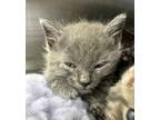 Adopt Lucas Sinclair a Domestic Shorthair / Mixed (short coat) cat in Jonesboro