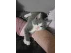 Adopt Azure a Domestic Shorthair / Mixed (short coat) cat in Aurora