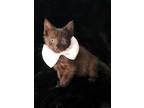 Adopt Onyx a Domestic Shorthair / Mixed (short coat) cat in Aurora