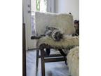 Adopt Louise a Brown Tabby Domestic Longhair / Mixed (long coat) cat in Renton