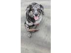 Adopt Pax a Merle Australian Shepherd / Mixed dog in Snohomish, WA (41567535)