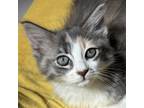 Adopt Daisy a Calico or Dilute Calico Domestic Mediumhair (medium coat) cat in