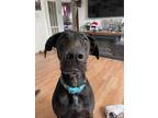 Adopt Tupac a Black Labrador Retriever / Great Dane / Mixed dog in Ventura