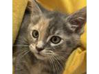 Adopt Poppy a Tortoiseshell Domestic Shorthair (short coat) cat in Irvine