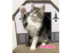 Adopt DeeDee a Brown Tabby Domestic Mediumhair (medium coat) cat in Huntington