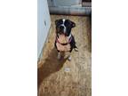 Adopt Xena Willow a Black - with White American Pit Bull Terrier / Boxer / Mixed